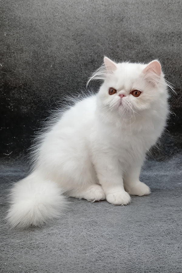 Florenc | Persian Kitten