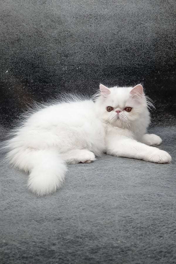Florenc | Persian Kitten