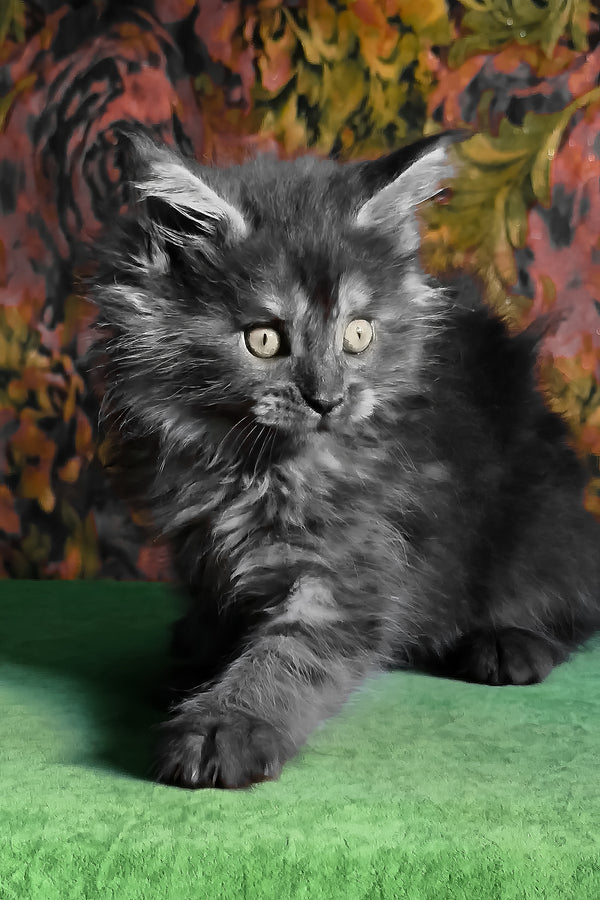 Florencia | Maine Coon Kitten