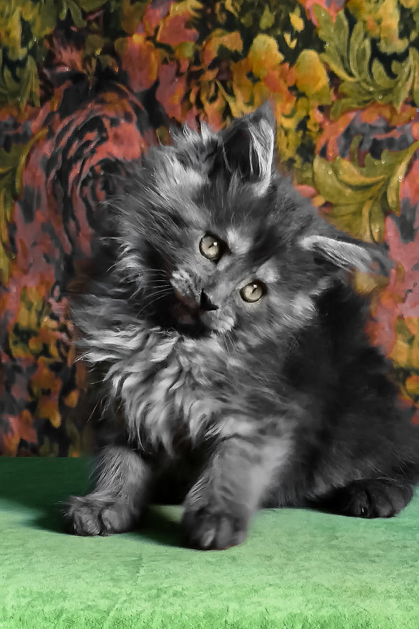 Florencia | Maine Coon Kitten