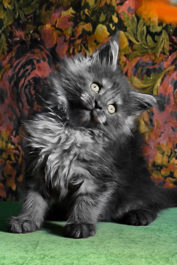 Florencia | Maine Coon Kitten