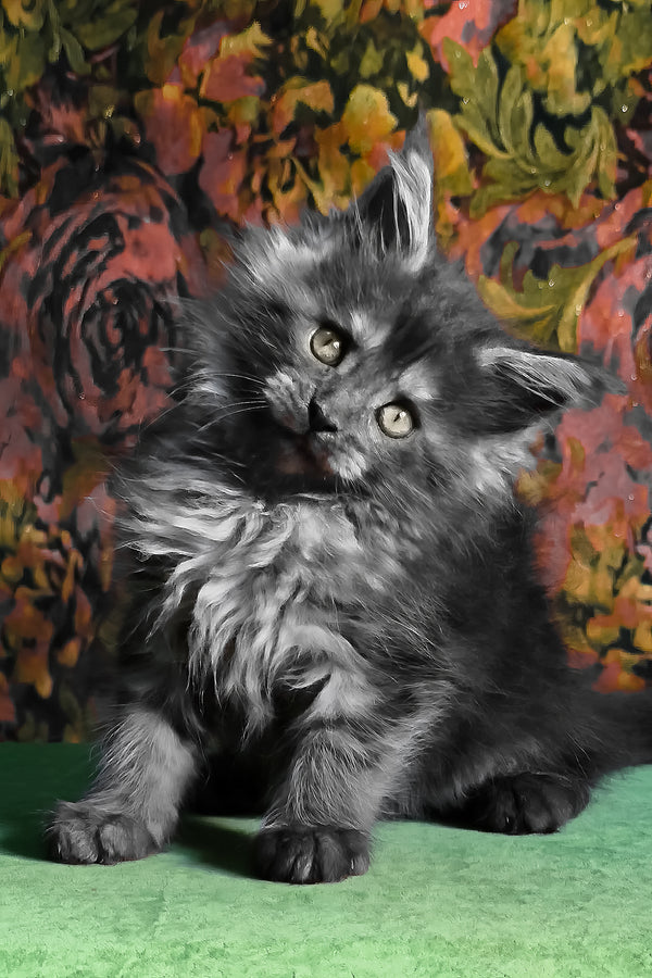 Florencia | Maine Coon Kitten