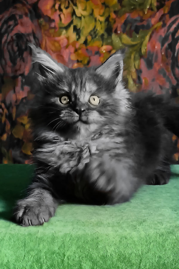 Florencia | Maine Coon Kitten