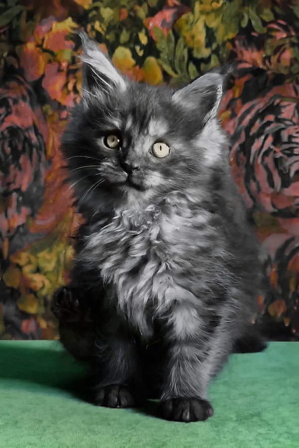 Florencia | Maine Coon Kitten