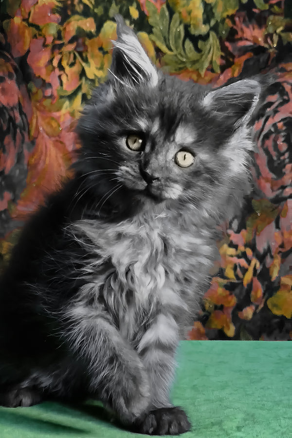 Florencia | Maine Coon Kitten