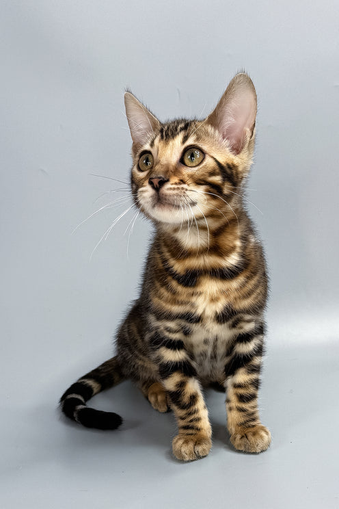 Floyd | Bengal Kitten