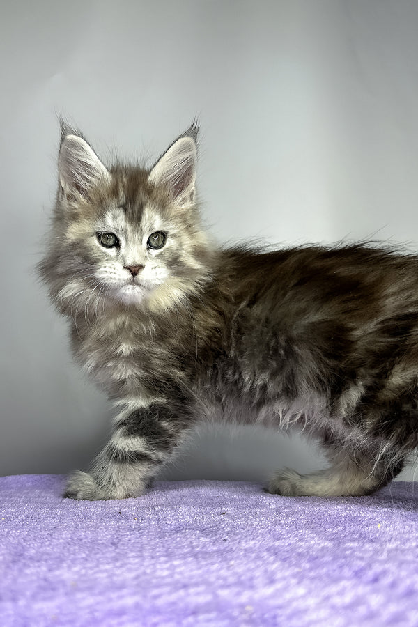 Fluffy | Maine Coon Kitten