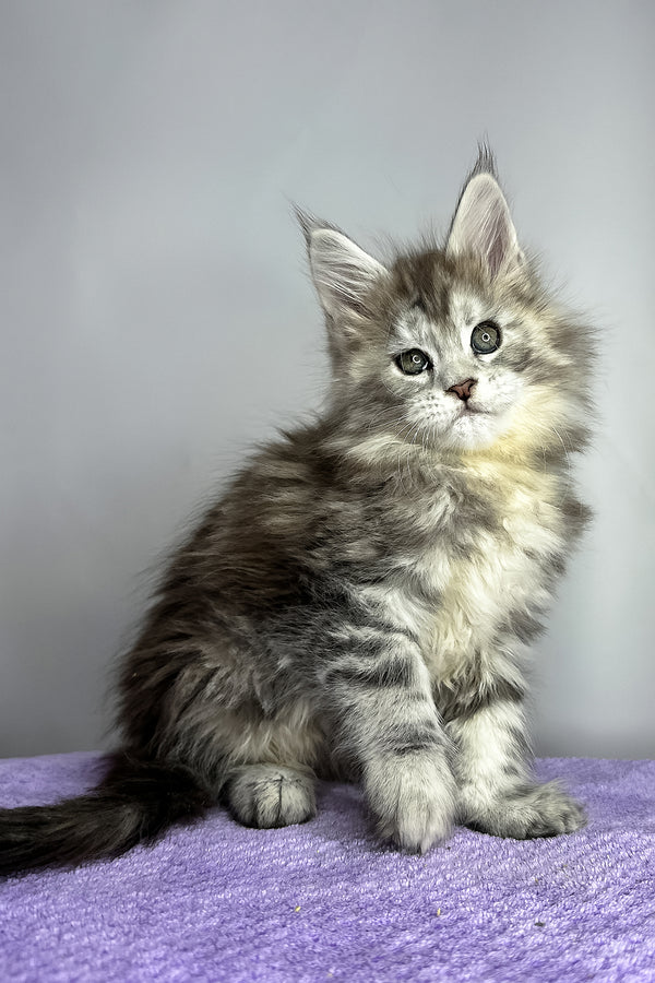 Fluffy | Maine Coon Kitten