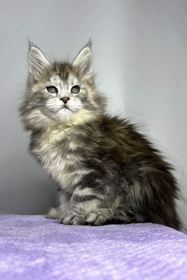 Fluffy | Maine Coon Kitten