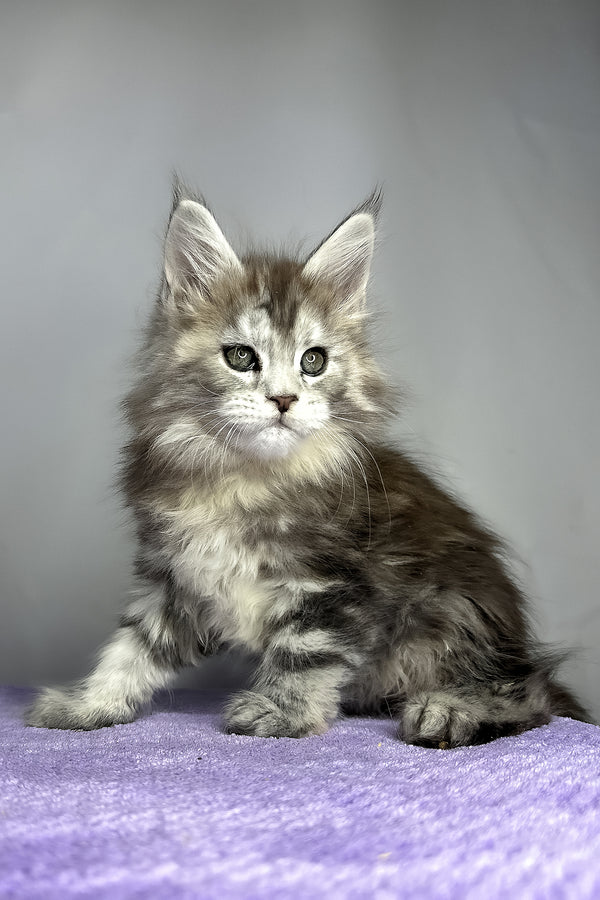 Fluffy | Maine Coon Kitten