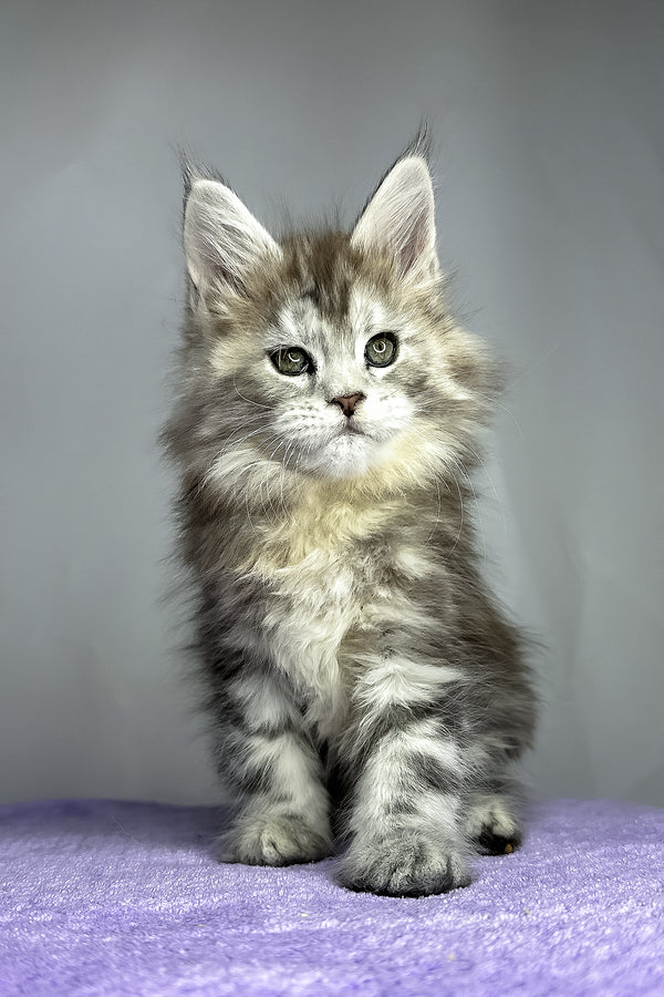 Fluffy | Maine Coon Kitten