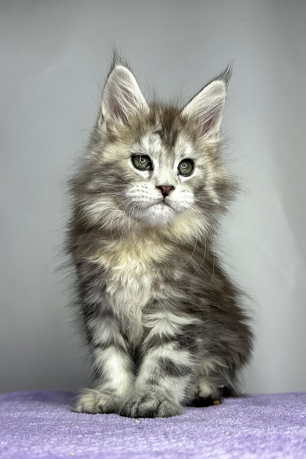 Fluffy | Maine Coon Kitten