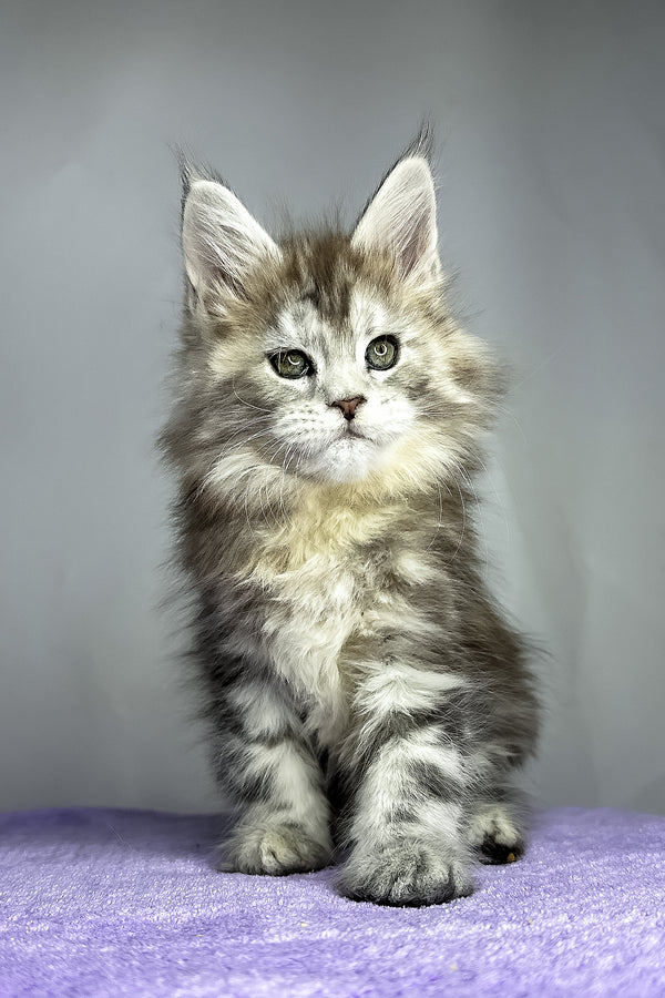 Fluffy | Maine Coon Kitten