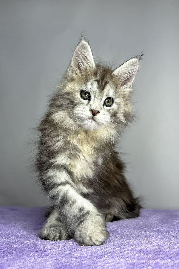 Fluffy | Maine Coon Kitten