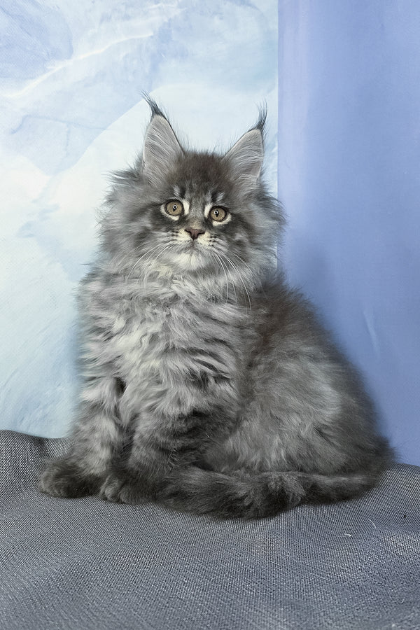 Fluffy | Maine Coon Kitten