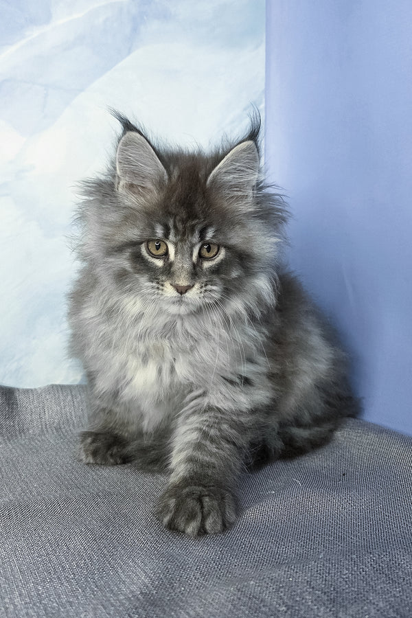 Fluffy | Maine Coon Kitten