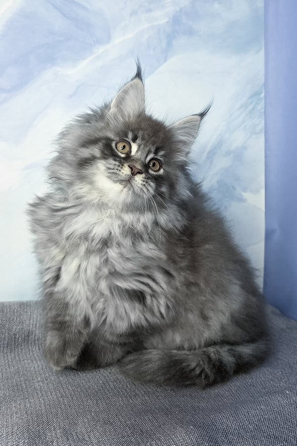 Fluffy | Maine Coon Kitten