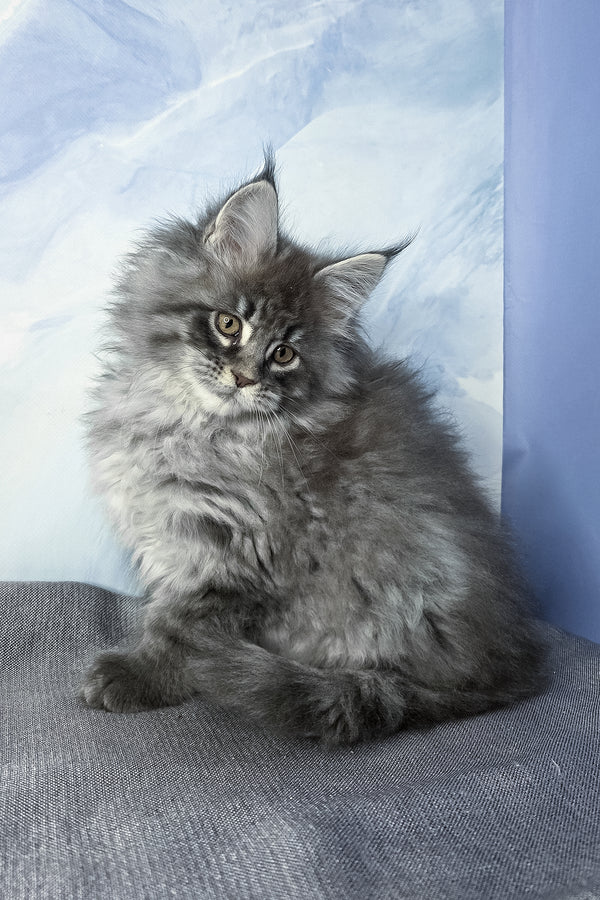 Fluffy | Maine Coon Kitten