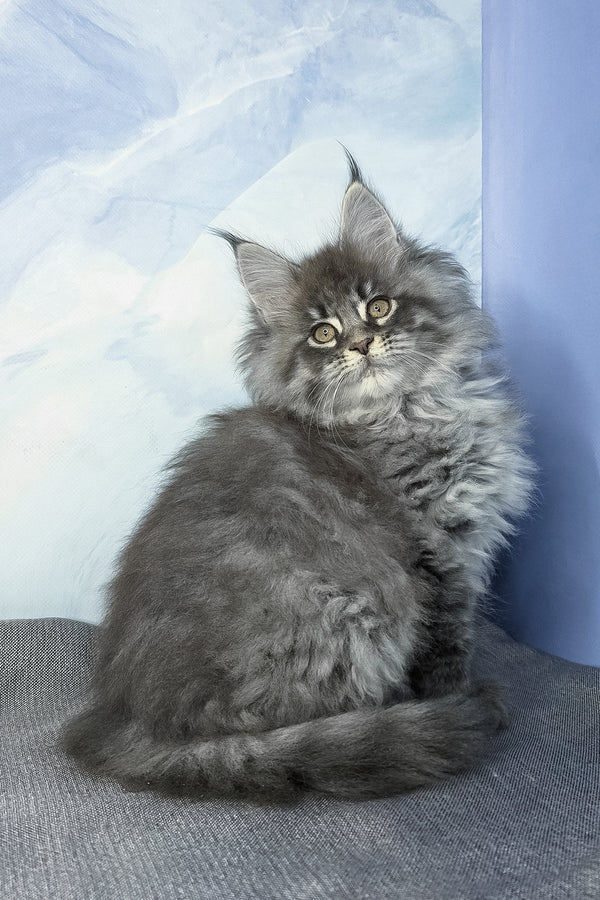 Fluffy | Maine Coon Kitten