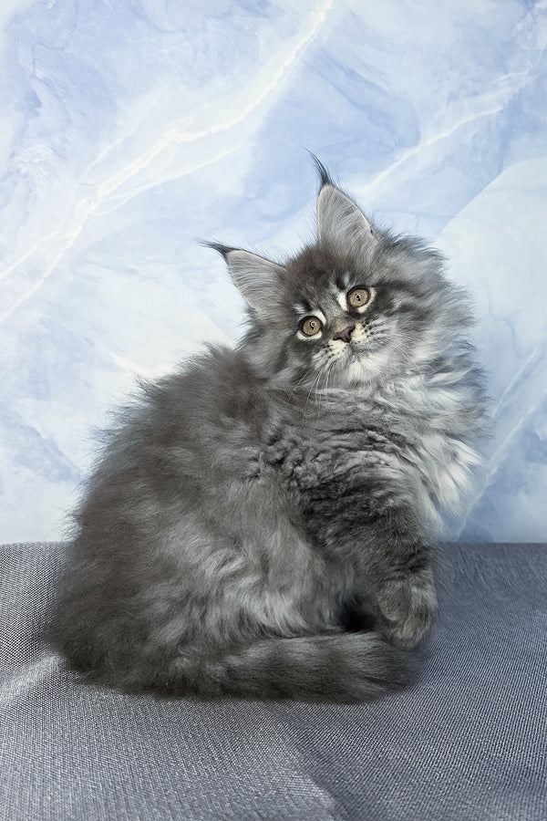 Fluffy | Maine Coon Kitten