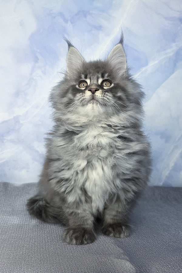 Fluffy | Maine Coon Kitten