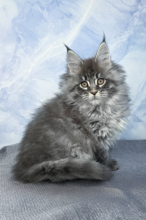 Fluffy | Maine Coon Kitten