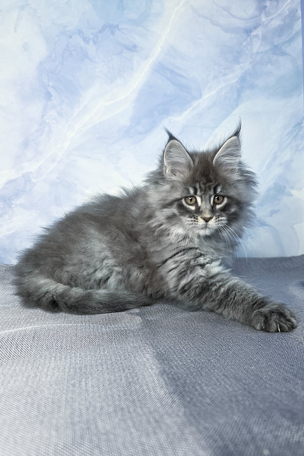 Fluffy | Maine Coon Kitten