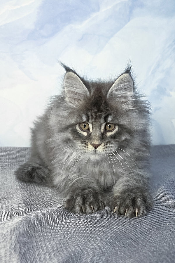 Fluffy | Maine Coon Kitten