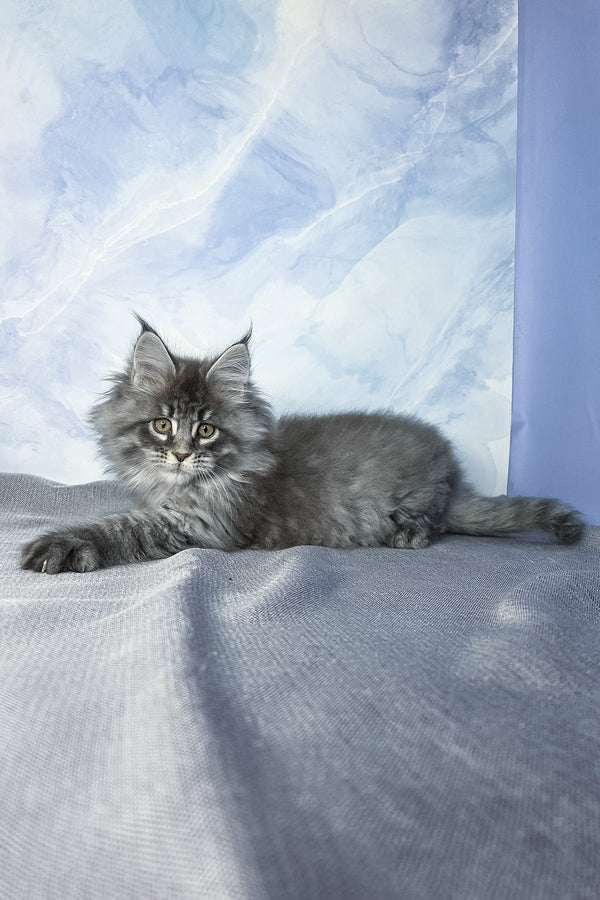 Fluffy | Maine Coon Kitten