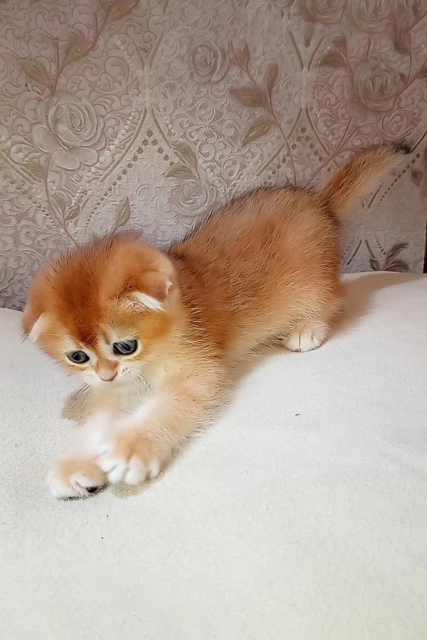 Foks | Scottish Fold Kitten
