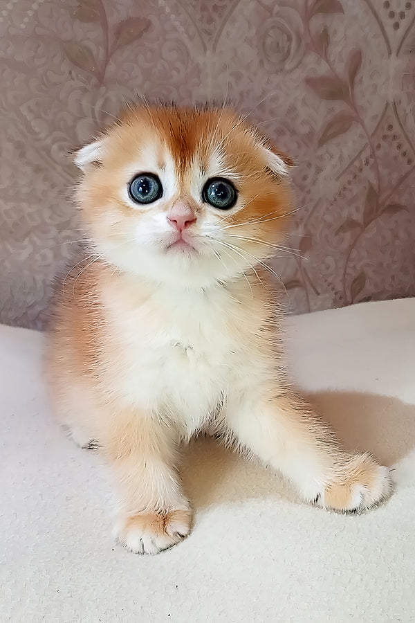 Foks | Scottish Fold Kitten