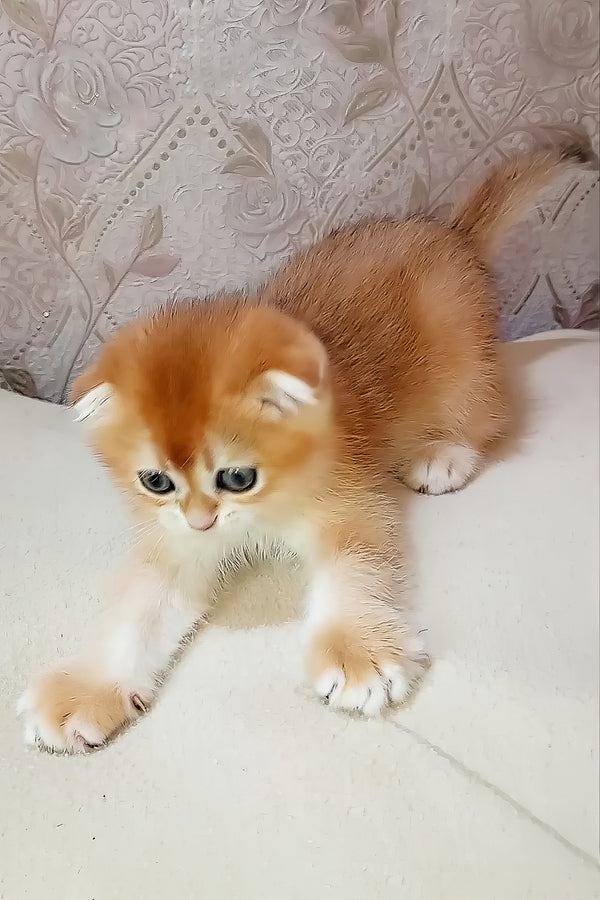 Foks | Scottish Fold Kitten