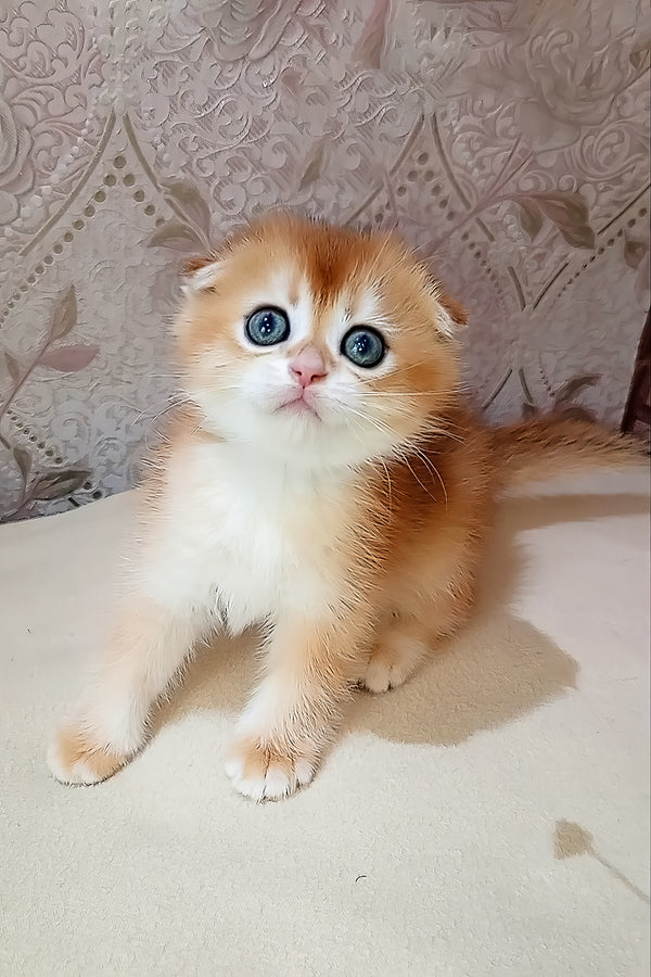Foks | Scottish Fold Kitten