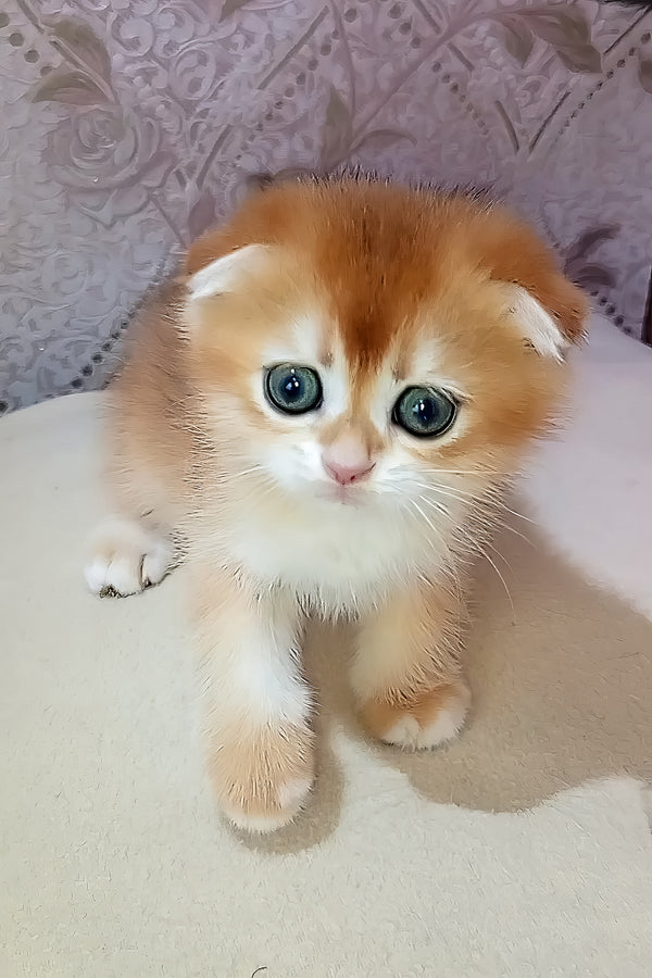 Foks | Scottish Fold Kitten