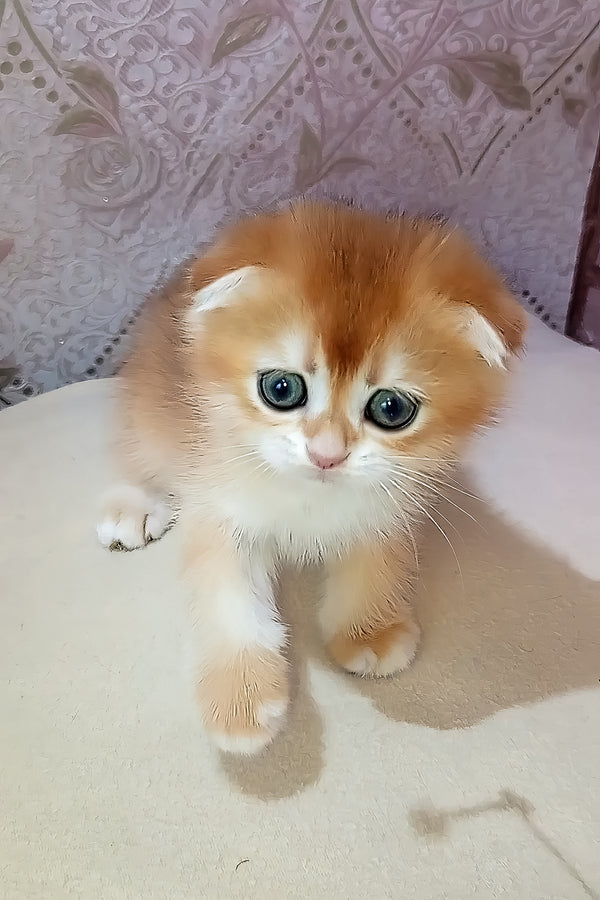 Foks | Scottish Fold Kitten