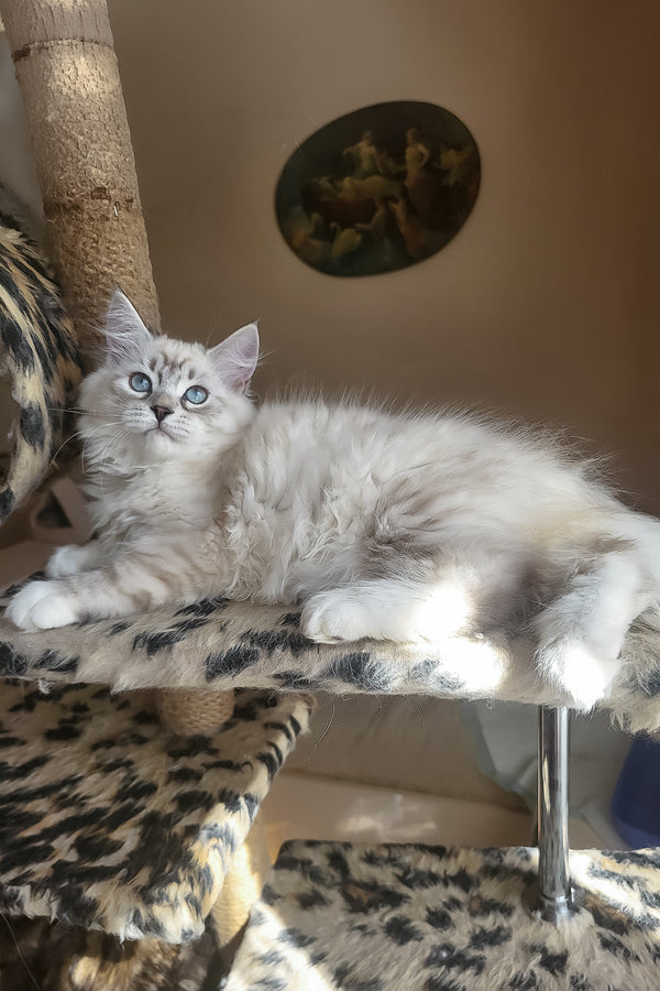Forest | Siberian Kitten