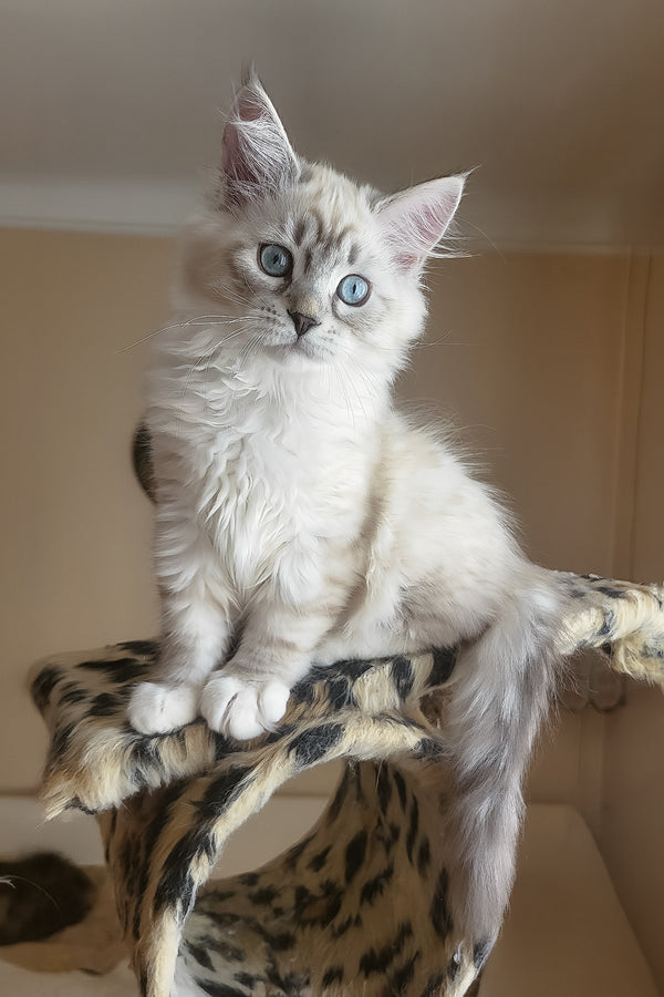 Forest | Siberian Kitten