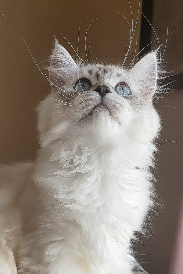 Forest | Siberian Kitten