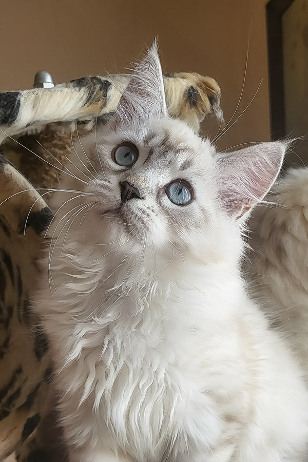 Forest | Siberian Kitten