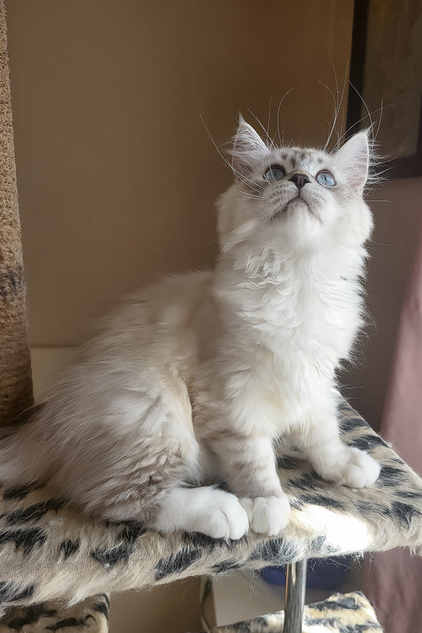 Forest | Siberian Kitten