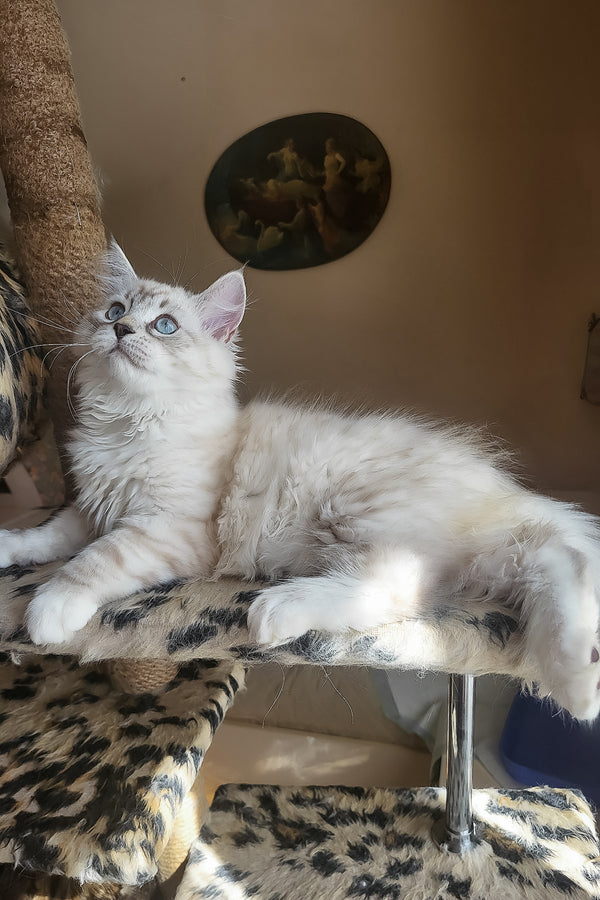 Forest | Siberian Kitten