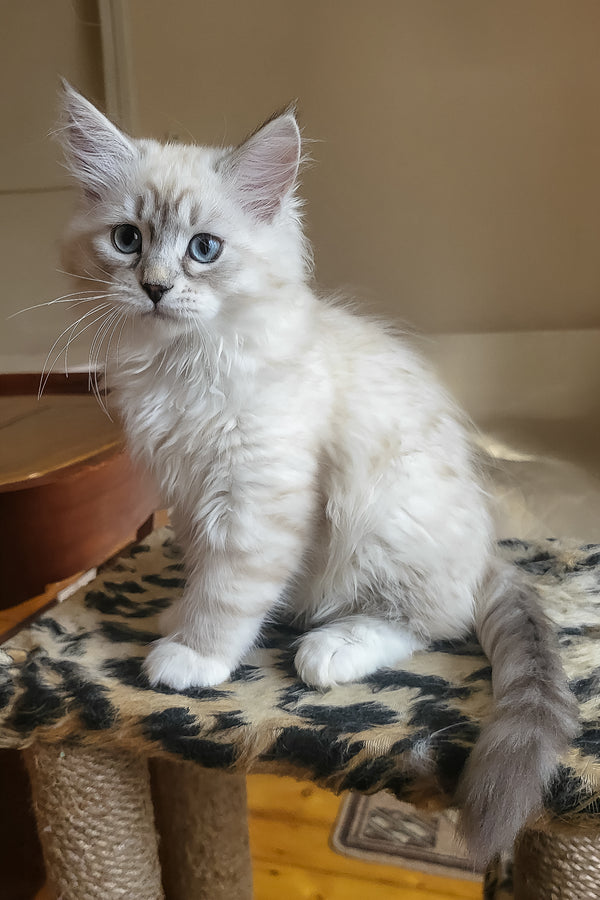 Forest | Siberian Kitten