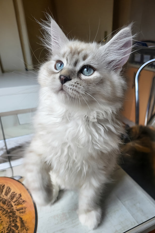 Forest | Siberian Kitten