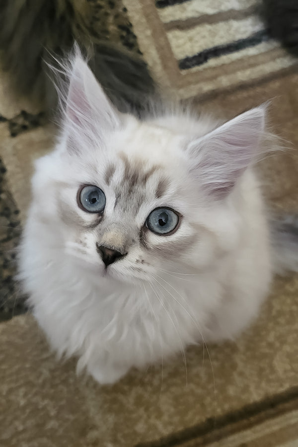 Forest | Siberian Kitten