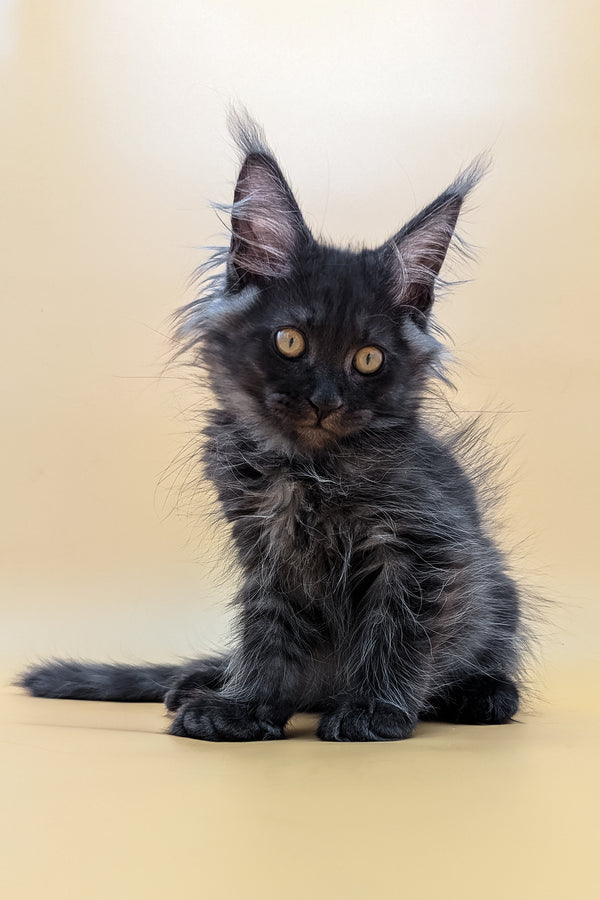 Fortuna | Maine Coon Kitten