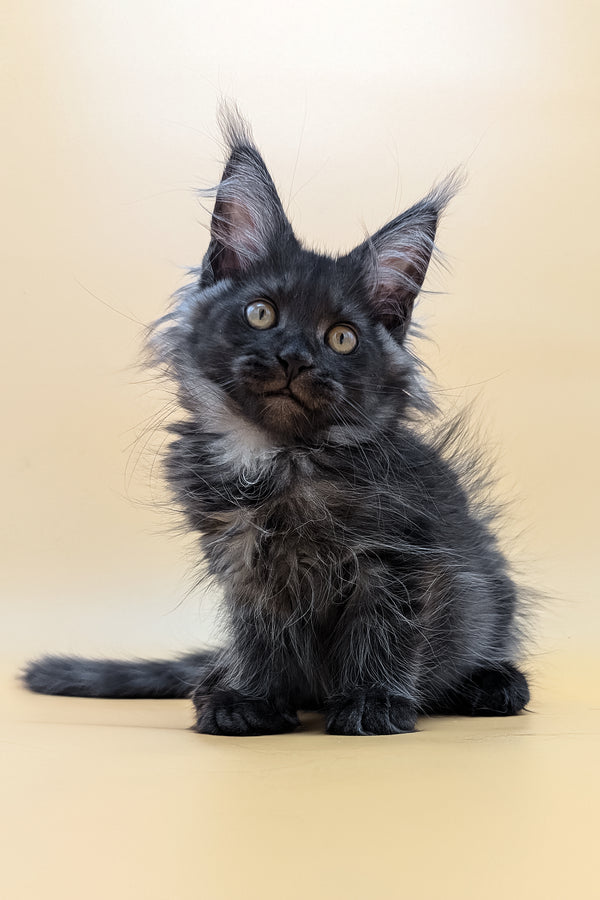 Fortuna | Maine Coon Kitten