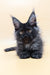 Fortuna | Maine Coon Kitten