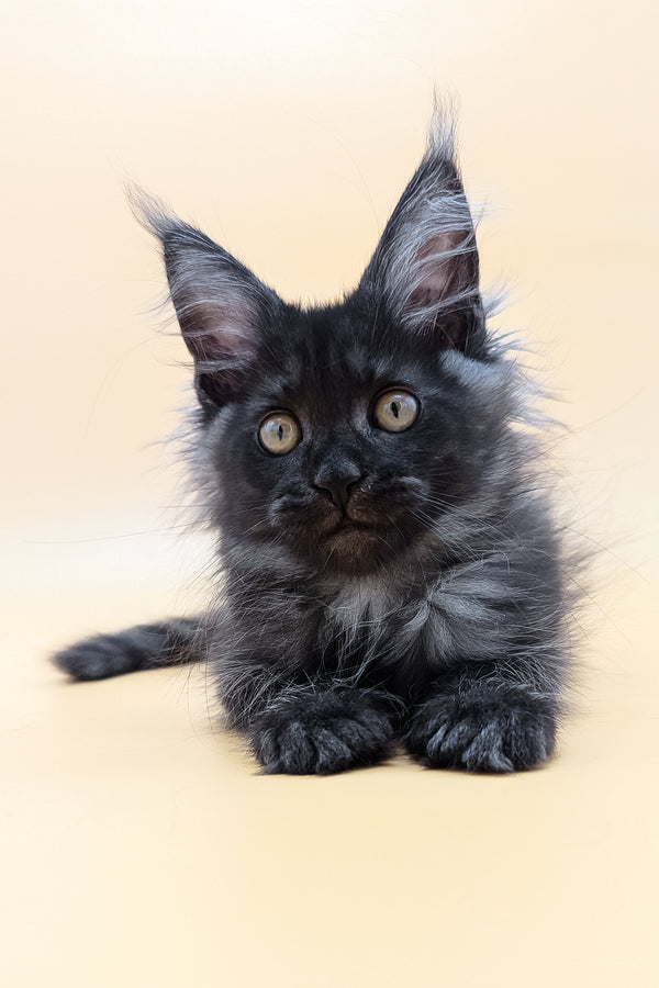 Fortuna | Maine Coon Kitten