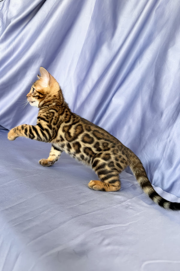 Fortuna | Bengal Kitten