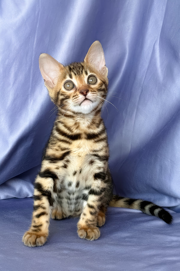 Fortuna | Bengal Kitten